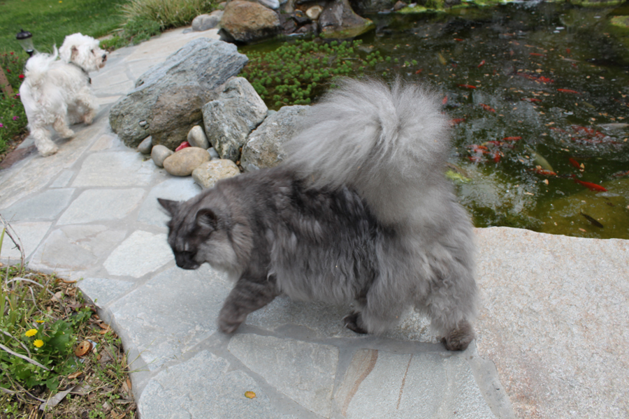 Calvin Fluffy